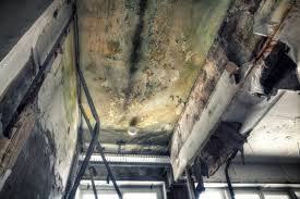 Why You Should Choose Our Mold Remediation Services in Bar Nunn, WY